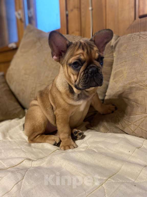 Собаки в Санкт-Петербурге: Шикарная девочка французского бульдога  Девочка, 50 000 руб. - фото 7