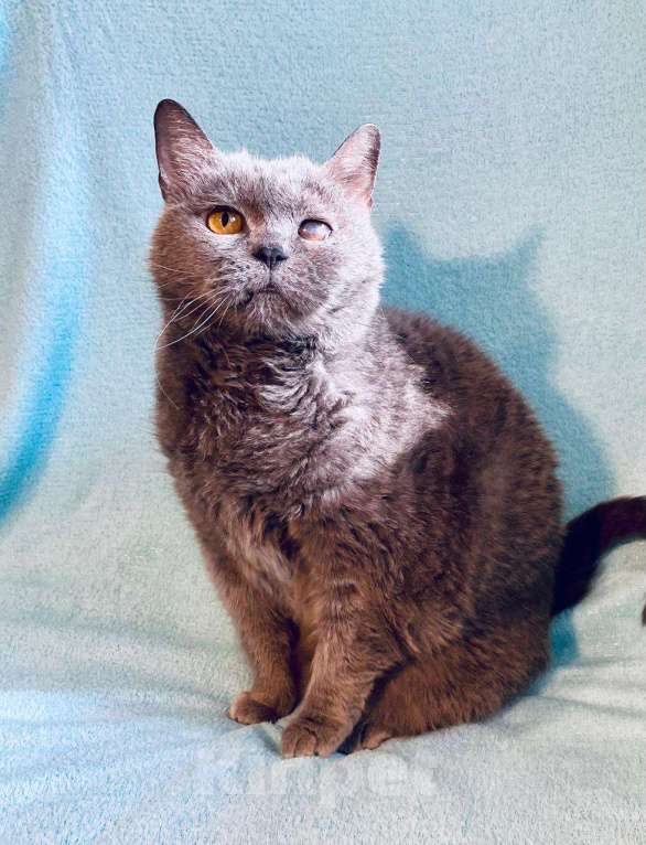 Кошки в Москве: Хозяйка умерла, кошку - на улицу Девочка, Бесплатно - фото 5