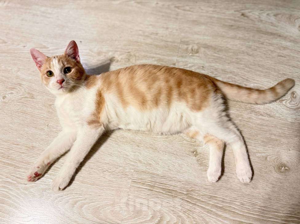 Кошки в Санкт-Петербурге: Котята в добрые руки Девочка, Бесплатно - фото 3