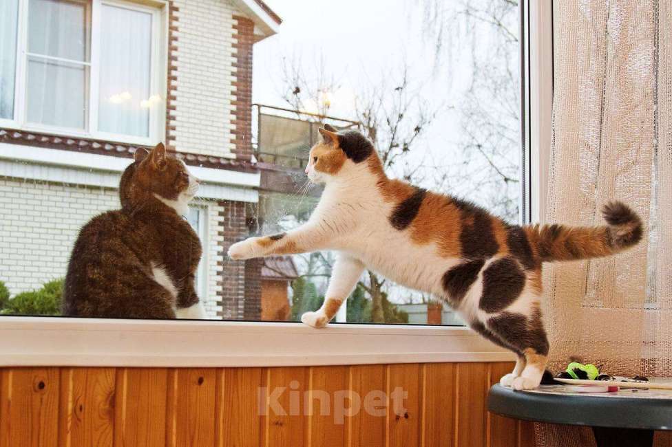 Кошки в Москве: кошка Манюня ищет дом Девочка, Бесплатно - фото 10