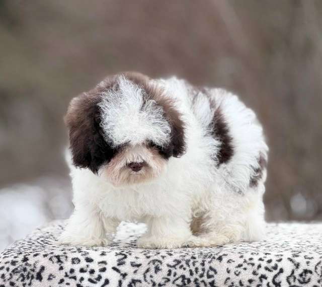 Собаки в Санкт-Петербурге: Мальтипу девочка от Китайских родителей Девочка, 200 000 руб. - фото 6