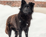 Собаки в других городах Московской области: Собака в добрые руки Девочка, Бесплатно - фото 2