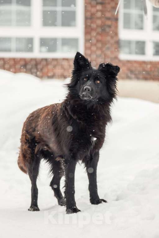 Собаки в других городах Московской области: Собака в добрые руки Девочка, Бесплатно - фото 2