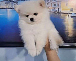 Собаки в Краснодаре: Шпиц Мальчик, 22 000 руб. - фото 1