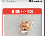 Собаки в Новороссийске: Потерялся йорк Девочка, 1 000 руб. - фото 1
