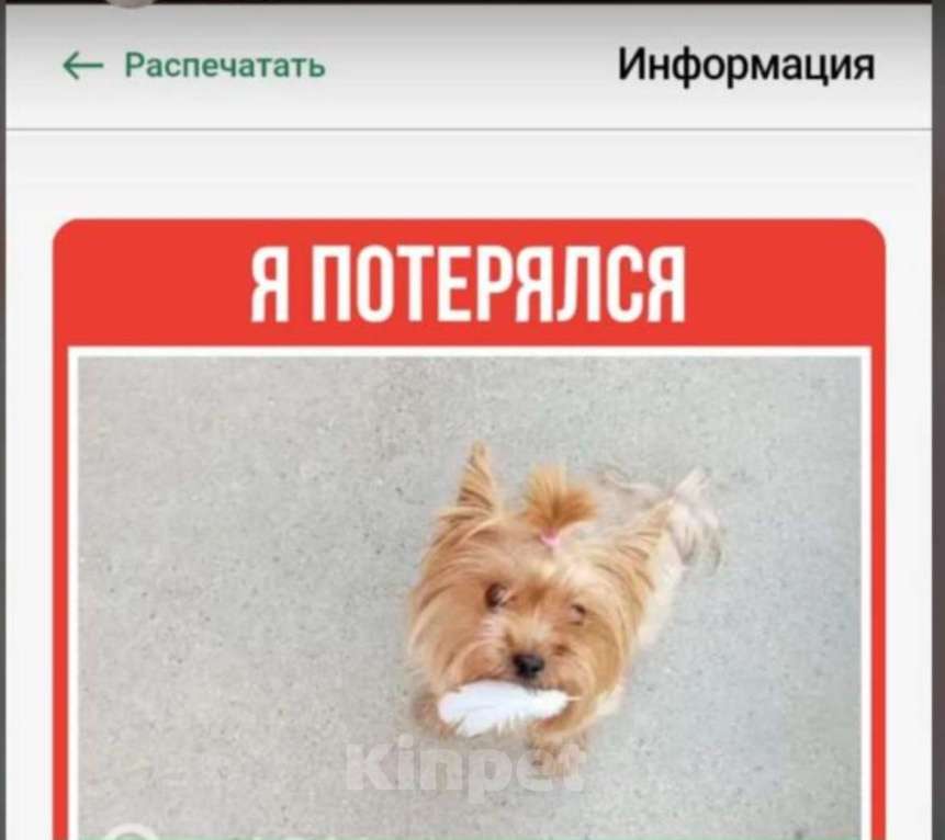 Собаки в Новороссийске: Потерялся йорк Девочка, 1 000 руб. - фото 1