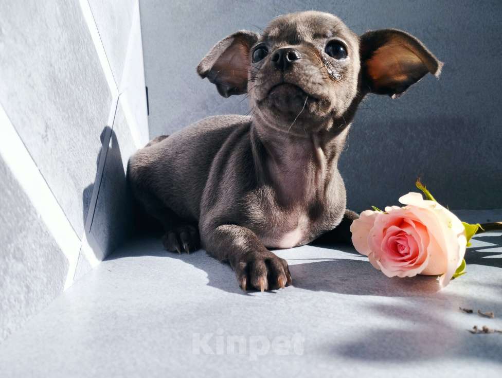 Собаки в Москве: Голубая девочка щенок чихуахуа Девочка, 40 000 руб. - фото 1