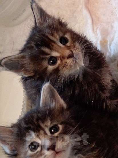 Кошки в Уфе: Котенок мейн кун  Девочка, 10 000 руб. - фото 3