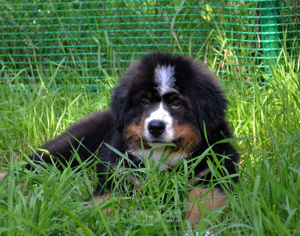 Собаки в Москве: Мальчик Бернского зенненхунда  Мальчик, 80 000 руб. - фото 5