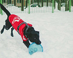 Собаки в Ногинске: Маруся-Юся идеальная собака Девочка, Бесплатно - фото 2