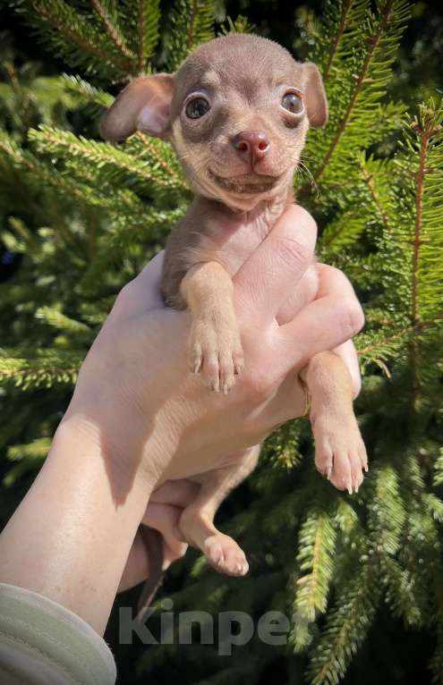 Собаки в Санкт-Петербурге: Щенок русского тоя Мальчик, 50 000 руб. - фото 1