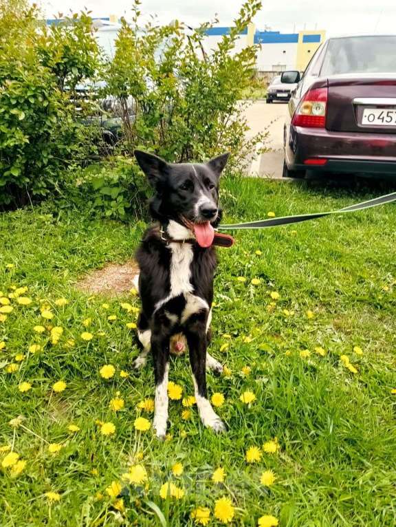 Собаки в Москве: Сладкий кабачок Роджер в поисках хозяина Мальчик, Бесплатно - фото 2