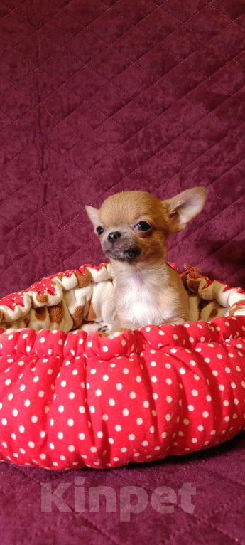 Собаки в Москве: Микро Кнопочка Девочка, 85 000 руб. - фото 1