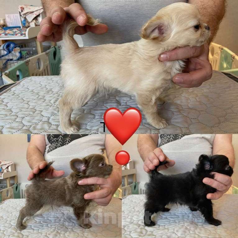 Собаки в других городах Свердловской области: Чихуахуа д/ш Мальчик, Бесплатно - фото 2