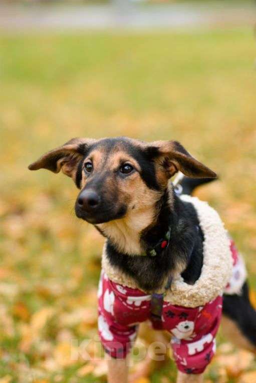 Собаки в Москве: Лекси Девочка, Бесплатно - фото 2