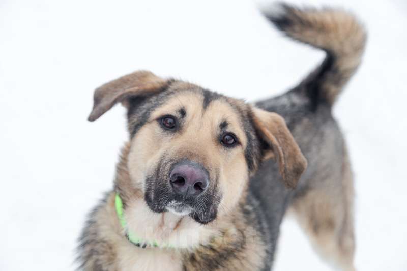 Собаки в Москве: Добрый и ласковый молодой пёс Джек в добрые руки Мальчик, 1 руб. - фото 6