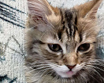 Кошки в Чебоксарах: Мальчик . Мальчик, 5 000 руб. - фото 2