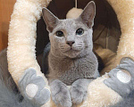 Кошки в Ливны: Котята русские голубые, 43 000 руб. - фото 6