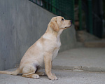 Собаки в Судаке: Палевый щенок лабрадора Девочка, 50 000 руб. - фото 4