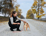 Собаки в Краснодаре: Купить щенка Сиба-Ину Мальчик, 40 000 руб. - фото 6