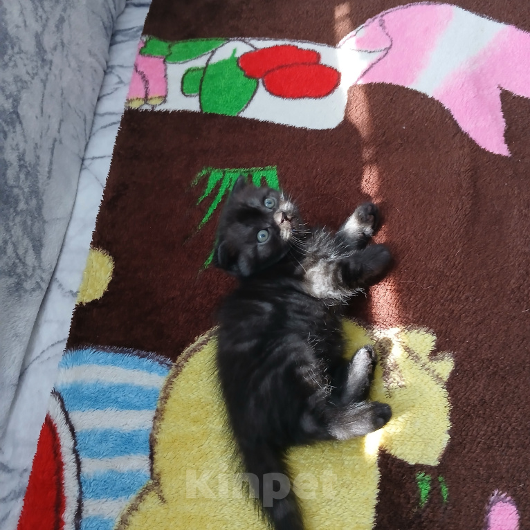 Кошки в Арзамасе: Продаю щотландскую кошечку Девочка, 5 000 руб. - фото 4
