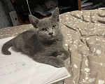 Кошки в Саратове: Отдам кошечку в добрые руки  Девочка, Бесплатно - фото 3