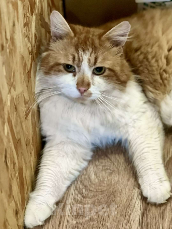 Кошки в Санкт-Петербурге: Рыжий пушистый котик Мальчик, Бесплатно - фото 1
