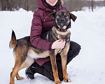 Собаки в Москве: Открытая и жизнерадостная собака в дар Девочка, Бесплатно - фото 3