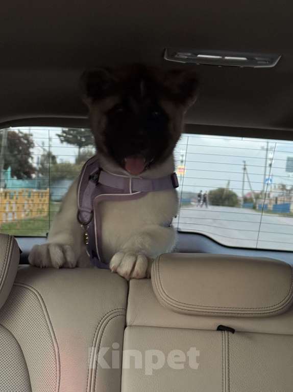 Собаки в Челябинске: Продам щенка Американской акиты Девочка, 25 000 руб. - фото 3