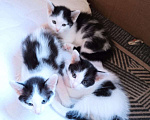 Кошки в Санкт-Петербурге: Котенок девочка Девочка, Бесплатно - фото 2