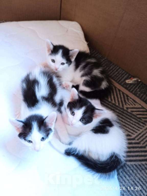 Кошки в Санкт-Петербурге: Котенок девочка Девочка, Бесплатно - фото 2