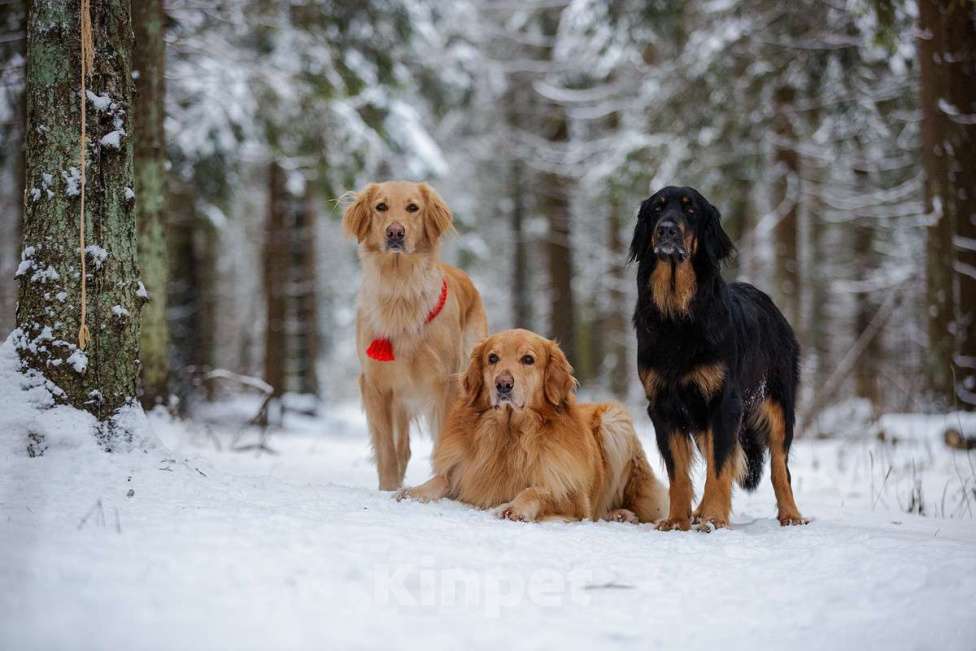 Собаки в Москве: щенки ховаварта Мальчик, Бесплатно - фото 7