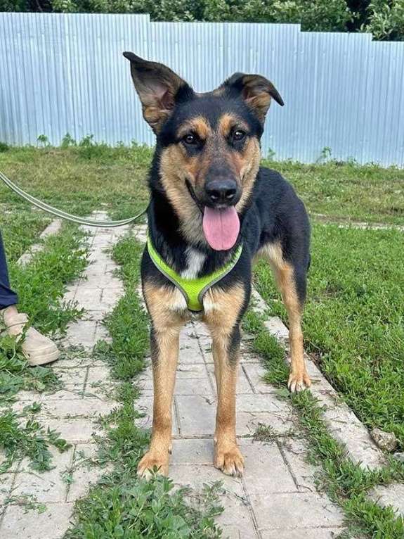 Собаки в Москве: Чудесная ласковая молодая собачка Клепа ищет дом Девочка, Бесплатно - фото 3