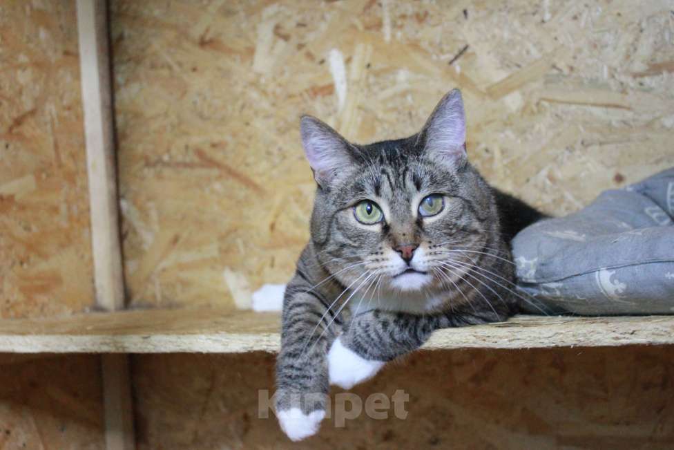 Кошки в Москве: С рождения в клетке  Девочка, Бесплатно - фото 6