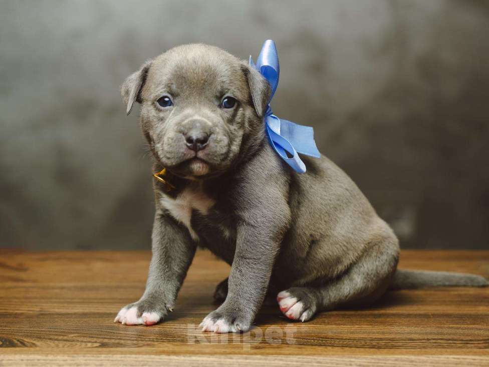 Собаки в Сургуте: Щенки Американского булли  Девочка, 60 000 руб. - фото 5