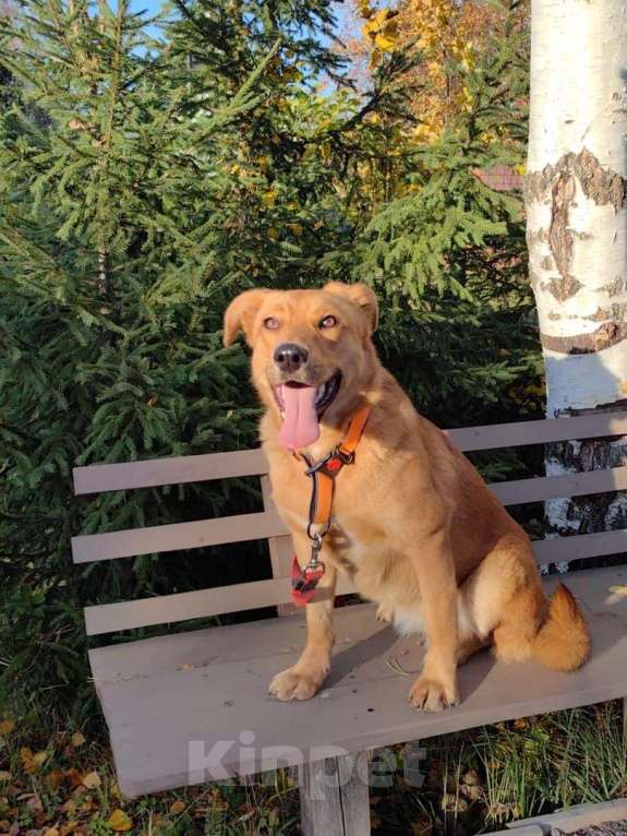 Собаки в Санкт-Петербурге: Золотая собака - уникальные уши и доброе сердце Девочка, Бесплатно - фото 2