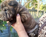 Собаки в других городах Ставропольского края: Шарпейчики Мальчик, 5 000 руб. - фото 3