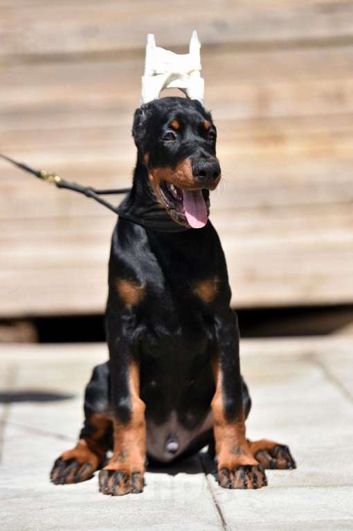 Собаки в Голицыно: Щенки добермана Мальчик, 100 000 руб. - фото 2