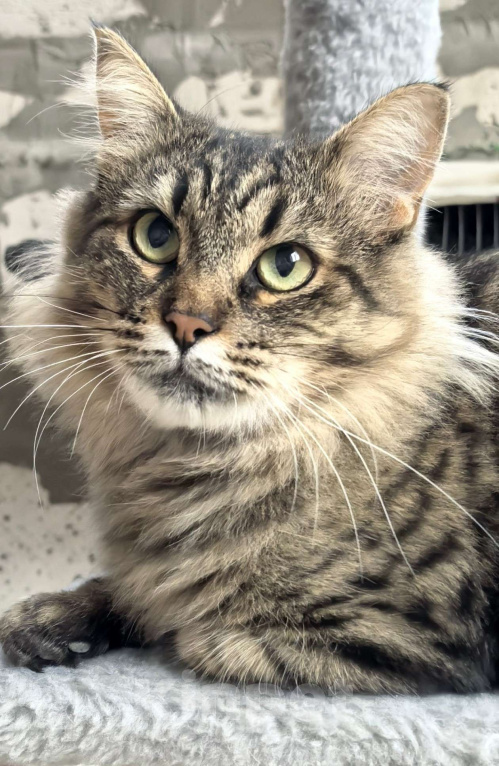 Кошки в Москве: Ласковая кошечка Анфиса ищет семью Девочка, Бесплатно - фото 4