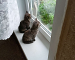 Кошки в Челябинске: Трехшерстные котята Девочка, Бесплатно - фото 2