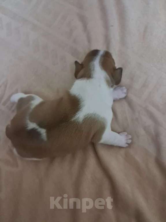 Собаки в Астрахани: Французский бульдог щенок Девочка, 20 000 руб. - фото 1