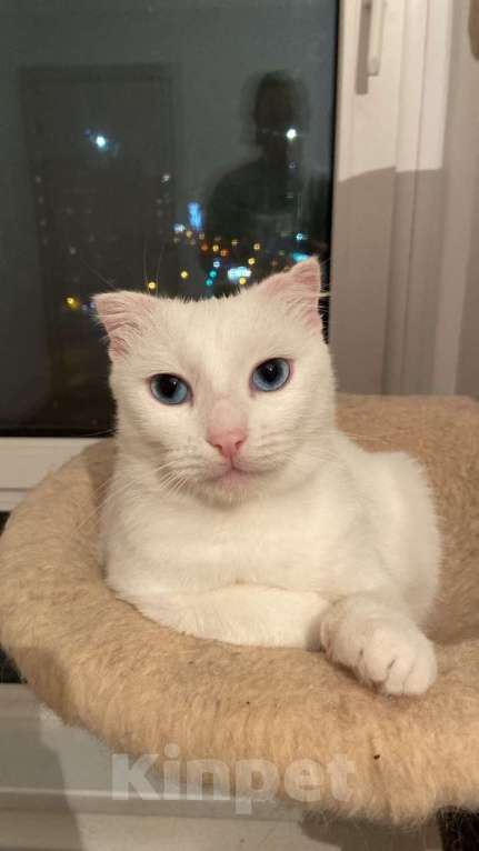 Кошки в Москве: Белый ангел Поэзия в добрые руки Девочка, 1 руб. - фото 2