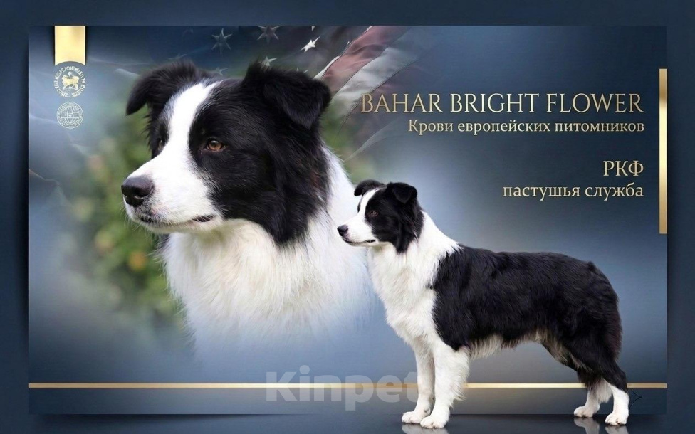 Собаки в Санкт-Петербурге: щенки бордер-колли Разнополые, 70 000 руб. - фото 5