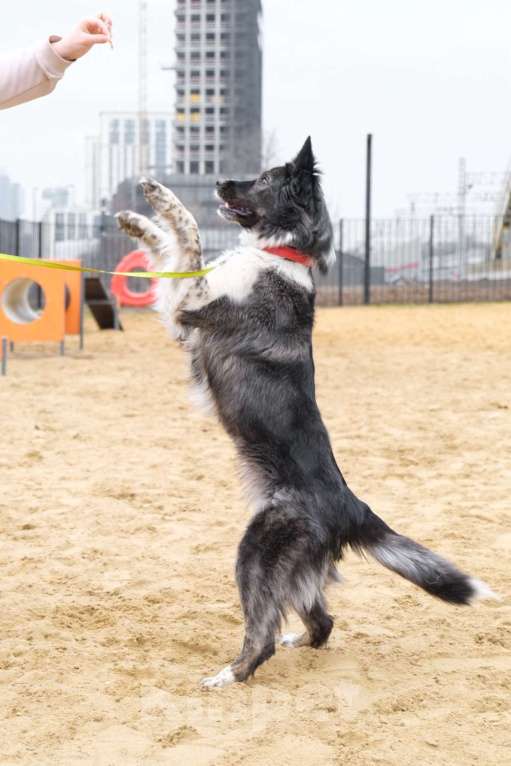 Собаки в Москве: Дважды бывшедомашняя метис бордер-колли Асти Девочка, Бесплатно - фото 2