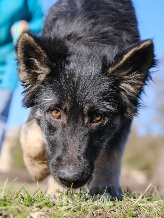 Собаки в Москве: Щенок в добрые руки (помесь с овчаркой) Девочка, Бесплатно - фото 6