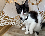 Кошки в Санкт-Петербурге: Котенок Дионис Мальчик, Бесплатно - фото 6