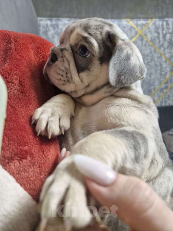 Собаки в других городах Московской области: Королева красоты Девочка, 100 000 руб. - фото 3