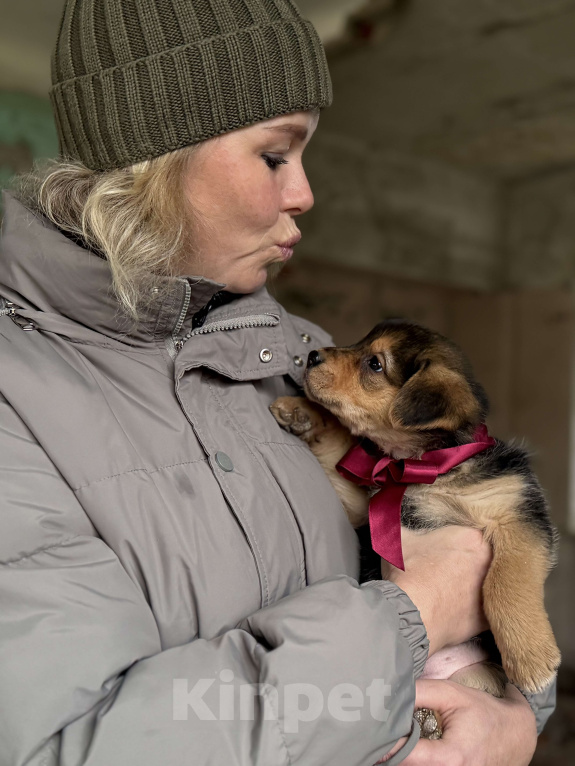 Собаки в Красногорске: Щенок невероятной красоты Санта 2 мес ждет вас! Девочка, Бесплатно - фото 3