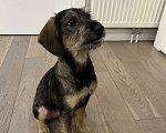 Собаки в Москве: Якутята ппбж Девочка, Бесплатно - фото 4