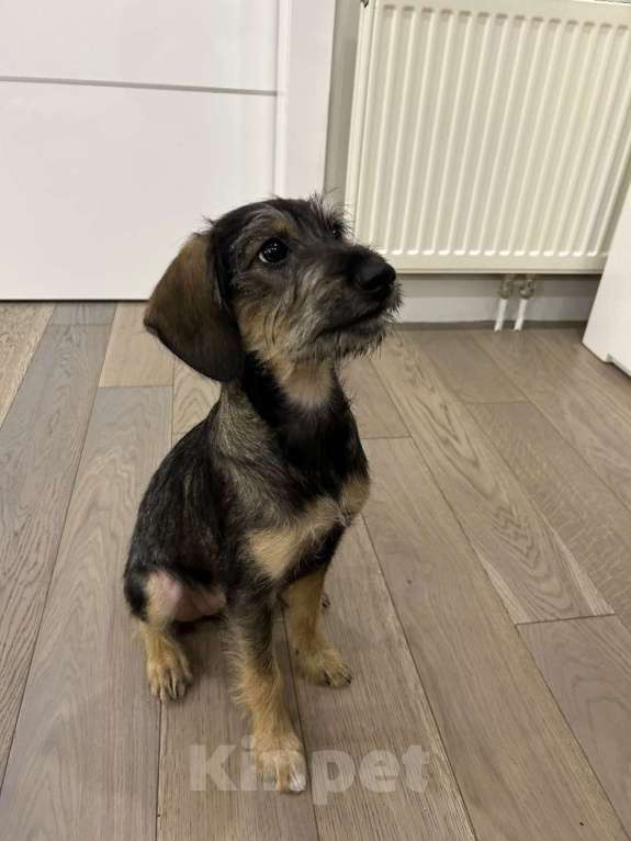 Собаки в Москве: Якутята ппбж Девочка, Бесплатно - фото 4